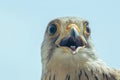 Common Kestrel Portrait Beak Wide Open (Falco tinnunculus) European kestrel