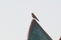 Common Kestrel Raptor Bird of Prey Royalty Free Stock Photo