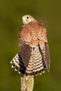 Common Kestrel sitting on the tree stump. Common Kestrel, Falco tinnunculus, little birds of prey sitting on the tree trunk, Germa