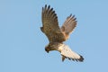 Common kestrel in the sky, Sweden Royalty Free Stock Photo