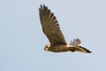 Common kestrel in the sky, Sweden Royalty Free Stock Photo