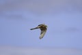 Common kestrel a small bird of prey in flight Royalty Free Stock Photo