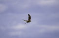 Common kestrel a small bird of prey in flight Royalty Free Stock Photo