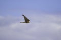 Common kestrel a small bird of prey in flight Royalty Free Stock Photo