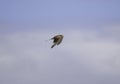 Common kestrel a small bird of prey in flight Royalty Free Stock Photo