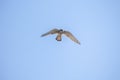 Common kestrel soaring through the sky with its wings spread wide. Royalty Free Stock Photo