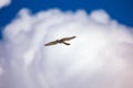 Common kestrel soaring through the sky with its wings spread wide. Royalty Free Stock Photo