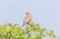 Common Kestrel - Wildlife Photography