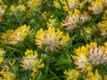 The common kidneyvetch or woundwort (Anthyllis vulneraria) growing in a meadow and blooming with spherical flower Royalty Free Stock Photo