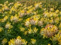 The common kidneyvetch or woundwort (Anthyllis vulneraria) growing in a meadow and blooming with spherical flower Royalty Free Stock Photo