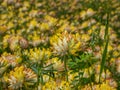 The common kidneyvetch or woundwort (Anthyllis vulneraria) growing in a meadow and blooming with spherical flower Royalty Free Stock Photo