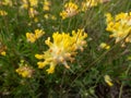 The common kidneyvetch or woundwort (Anthyllis vulneraria) growing in a meadow and blooming with spherical flower Royalty Free Stock Photo