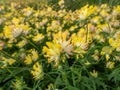 The common kidneyvetch or woundwort (Anthyllis vulneraria) blooming with spherical flower Royalty Free Stock Photo