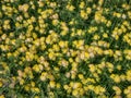 The common kidneyvetch, kidney vetch or woundwort (Anthyllis vulneraria) growing in a meadow and blooming Royalty Free Stock Photo