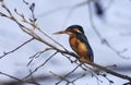 A Common Kingfischer alcedo atthis in the Reed, Heilbronn, Germany Royalty Free Stock Photo