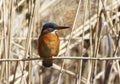 A Common Kingfischer alcedo atthis in the Reed, Heilbronn, Germany Royalty Free Stock Photo