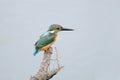 Common Kingfisher