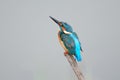 Common Kingfisher Royalty Free Stock Photo