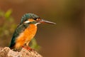 Common Kingfisher