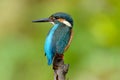 Common Kingfisher Royalty Free Stock Photo