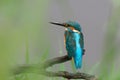 Common Kingfisher Royalty Free Stock Photo