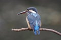 Common Kingfisher Royalty Free Stock Photo