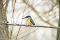 Common kingfisher Royalty Free Stock Photo