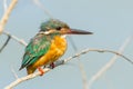 Common Kingfisher Royalty Free Stock Photo