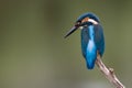 Common Kingfisher Royalty Free Stock Photo