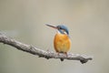 Common kingfisher ( alcedo atthis) Royalty Free Stock Photo