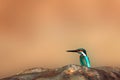 Common Kingfisher