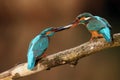 The common kingfisher Alcedo atthis also known as the Eurasian kingfisher pair with the fish in the beaks. Typical behavior in