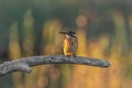 Common Kingfisher  Alcedo atthis  sitting on a branch Royalty Free Stock Photo