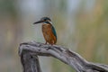 Common Kingfisher  Alcedo atthis  sitting on a branch Royalty Free Stock Photo