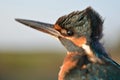 Alcedo atthis - Common kingfisher