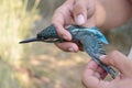 Alcedo atthis - Common kingfisher