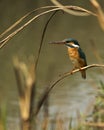 A common Kingfisher