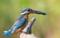 Common kingfisher, Alcedo atthis. A bird caught a fish and crouched on a branch