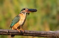 Common kingfisher, Alcedo atthis. A bird caught a fish and crouched on a branch