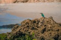 Common kingfisher Alcedo atthis bird sitting on the sea rock at Royalty Free Stock Photo