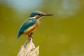 Common Kingfisher (Alcedo atthis) Royalty Free Stock Photo