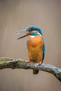 Common Kingfisher, alcedo atthis Royalty Free Stock Photo