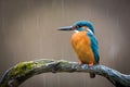 Common Kingfisher, alcedo atthis Royalty Free Stock Photo