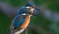 Common kingfisher, Alcedo atthis. In the early morning, two young birds are sitting on the same branch by the river