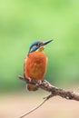 Common Kingfisher Alcedo atthis Eurasian Kingfisher Bird sitting on a Branch