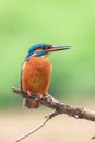 Common Kingfisher Alcedo atthis Eurasian Kingfisher Bird sitting on a Branch