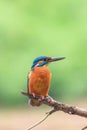 Common Kingfisher Alcedo atthis Eurasian Kingfisher Bird sitting on a Branch