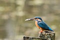 Common Kingfisher Alcedo atthis Royalty Free Stock Photo