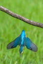 Common kingfisher (Alcedo atthis) while fishing Royalty Free Stock Photo