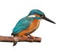 Common Kingfisher (Alcedo atthis). Royalty Free Stock Photo